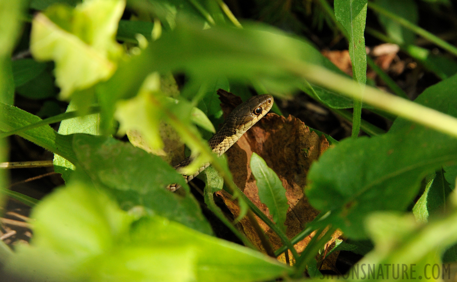 Thamnophis sirtalis sirtalis [300 mm, 1/500 Sek. bei f / 8.0, ISO 1600]